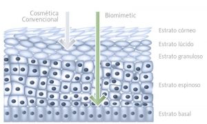 como actúa la cosmética Biomimetic